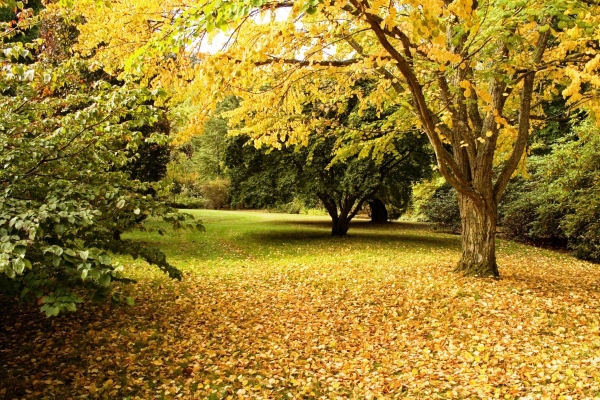 Creation of Fall Foliage: Step 1